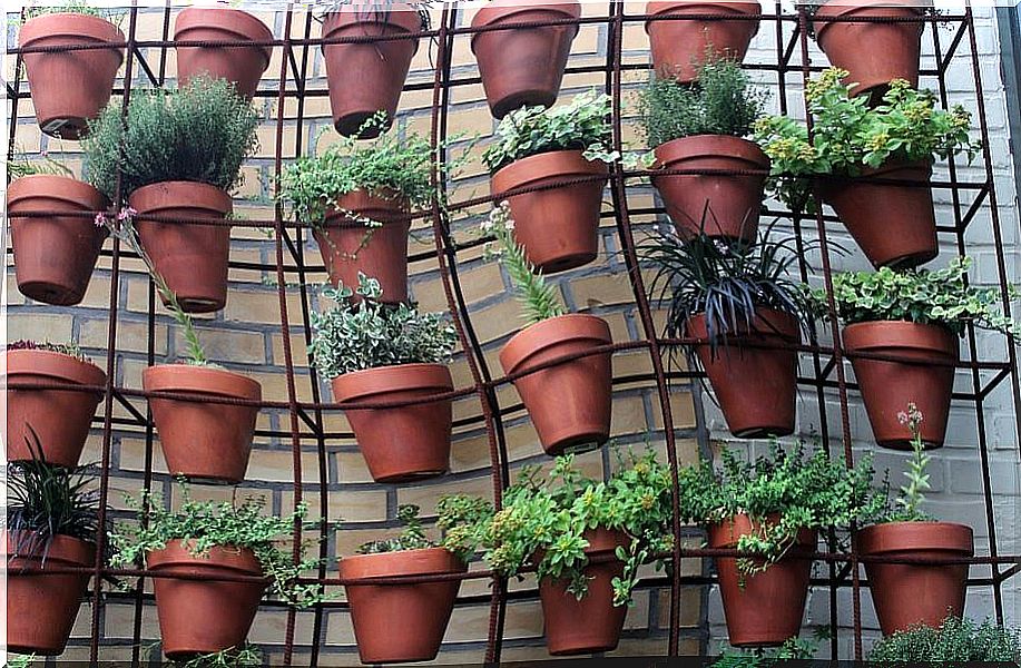 Potted plants hanging on the wall in home gardens.