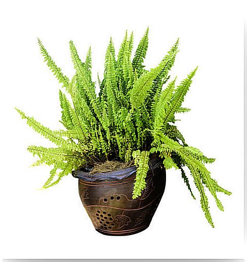 Ferns purify the environment of your bathroom