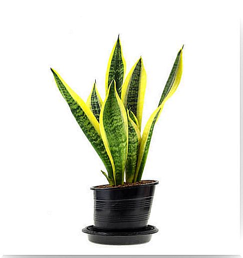 This plant is perfect to decorate your bathroom