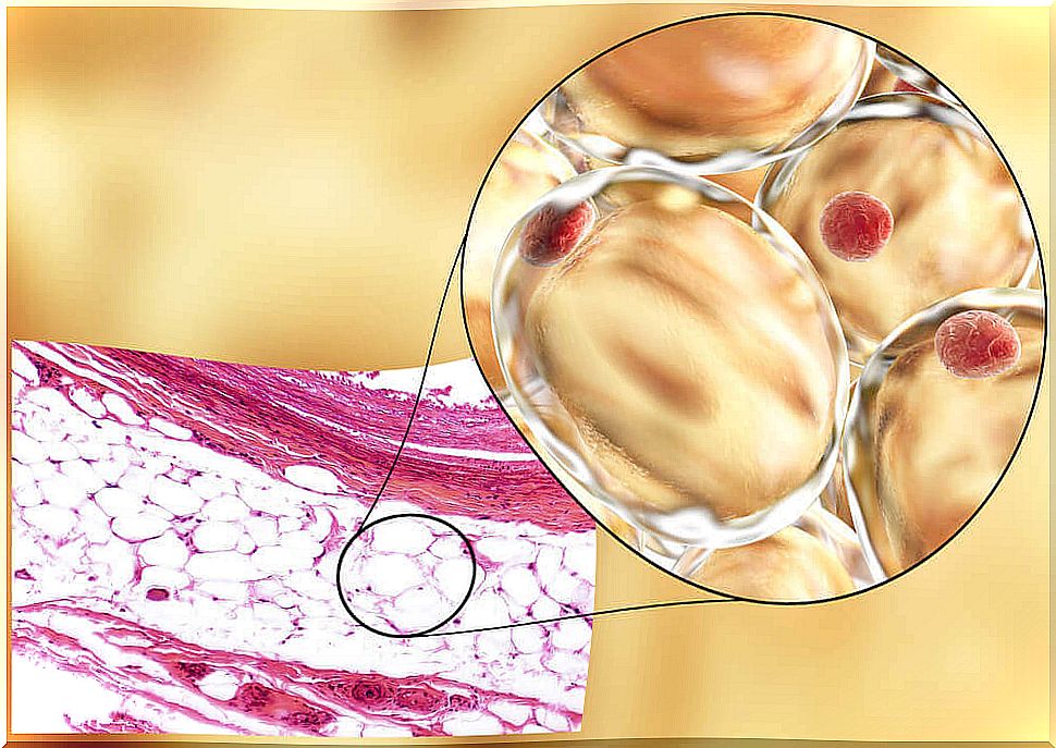 Adiponectin: what it is and how it works