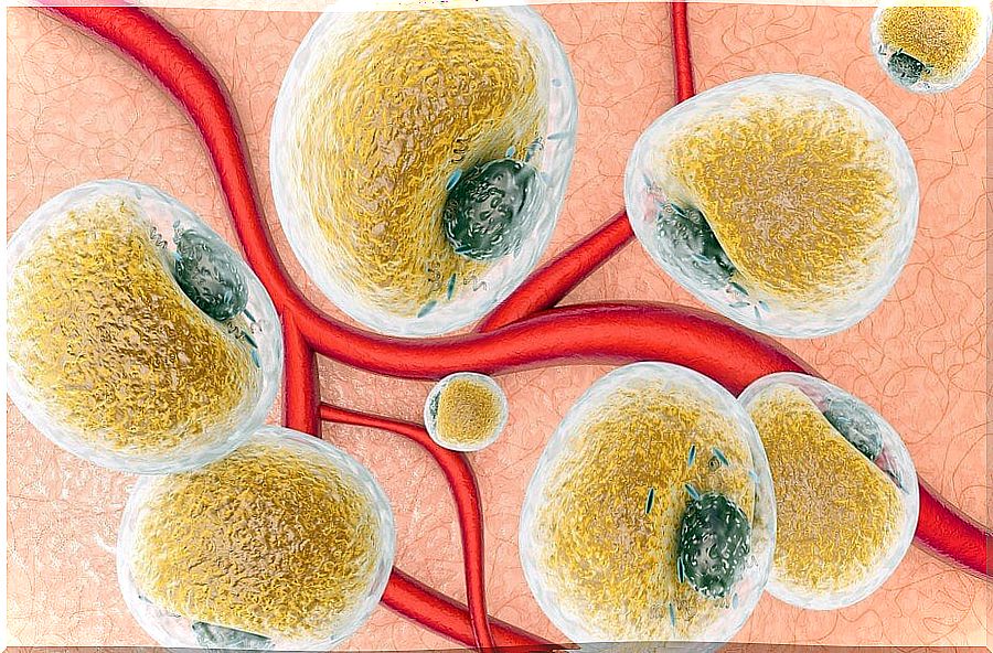 Adipose tissue