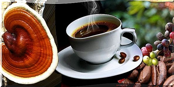 Ganoderma lucidum