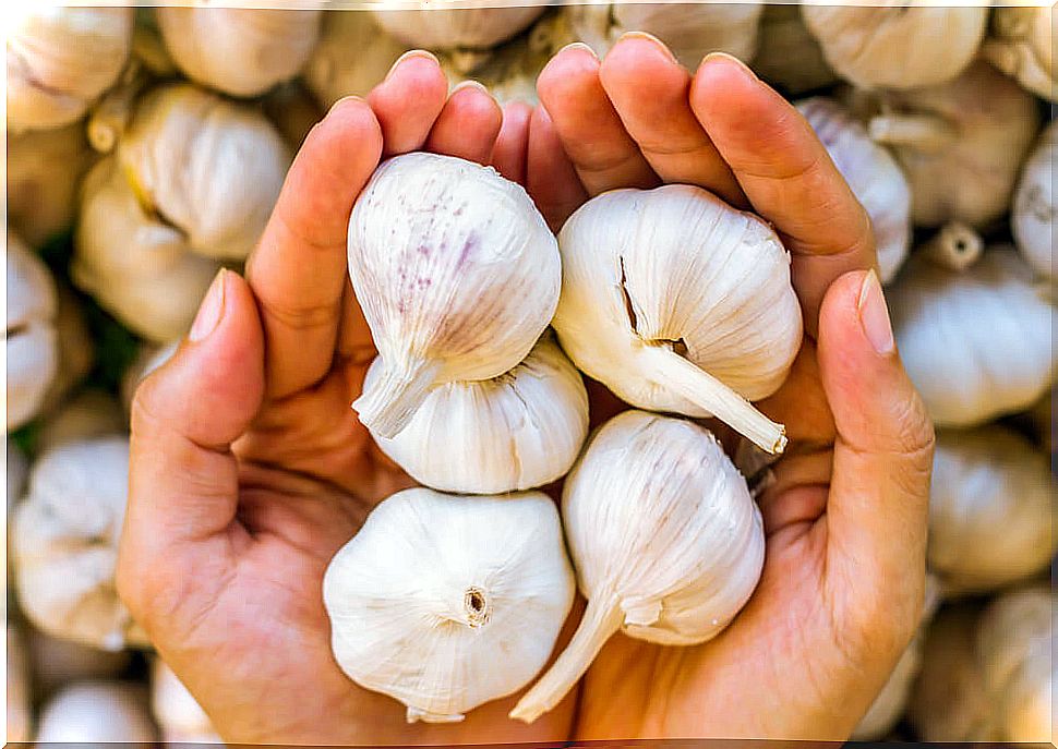 Medicinal preparation of garlic and olive oil for hypertension