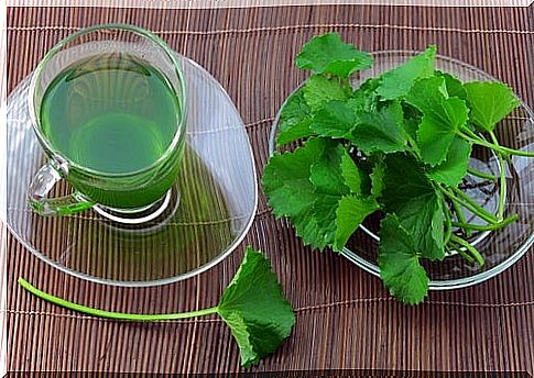 celery infusion for high blood pressure