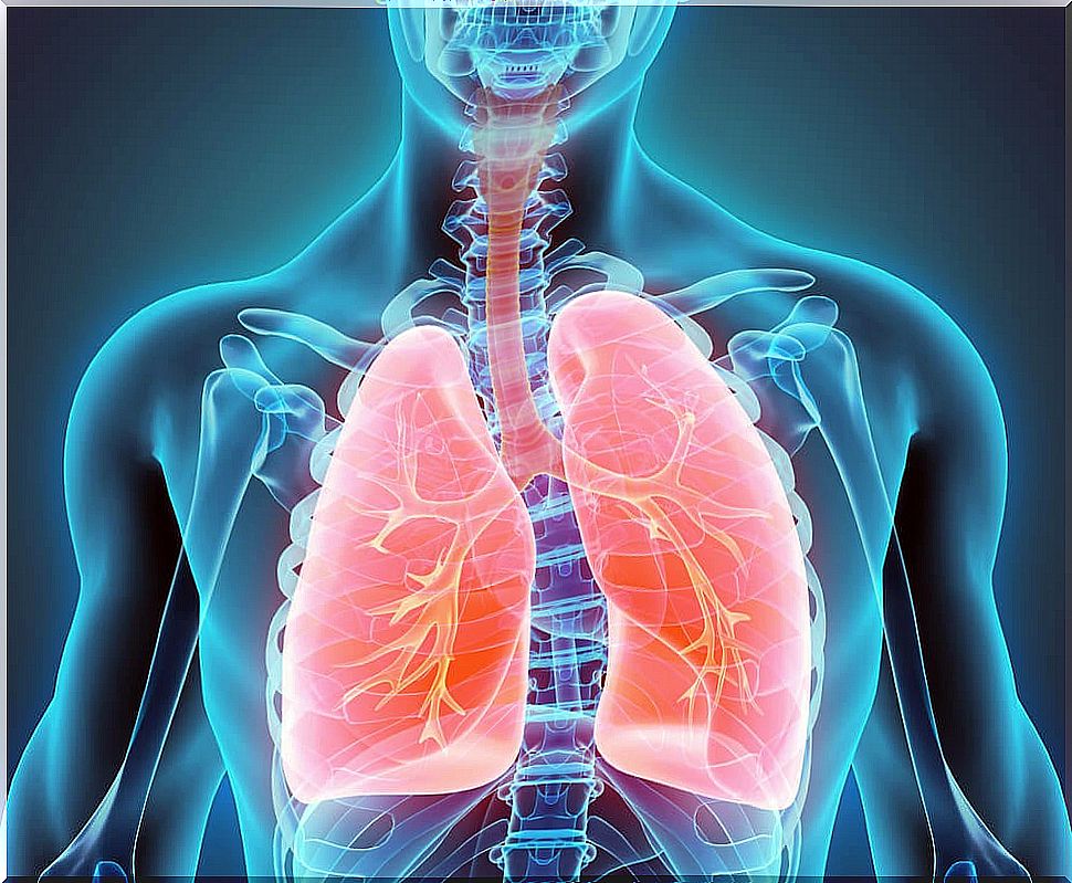 pulmonary bronchi