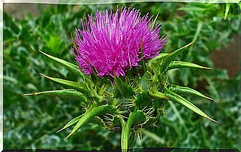 milk thistle-inner-beauty