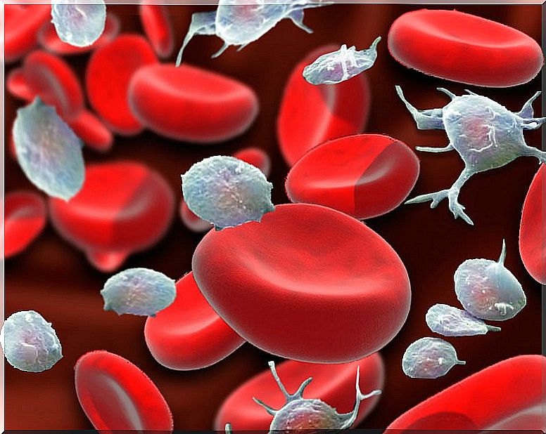 Know these 8 foods to raise platelets